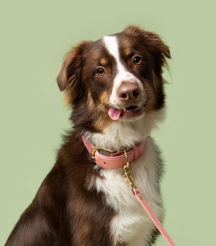 Collars & Accessories