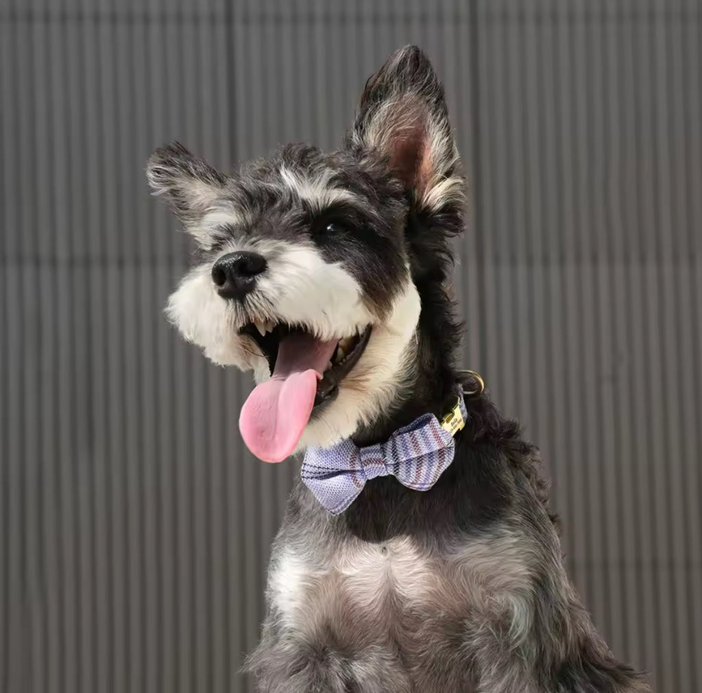 Personalized Dog Collar with Bowtie | Custom Engraved Pet Collar