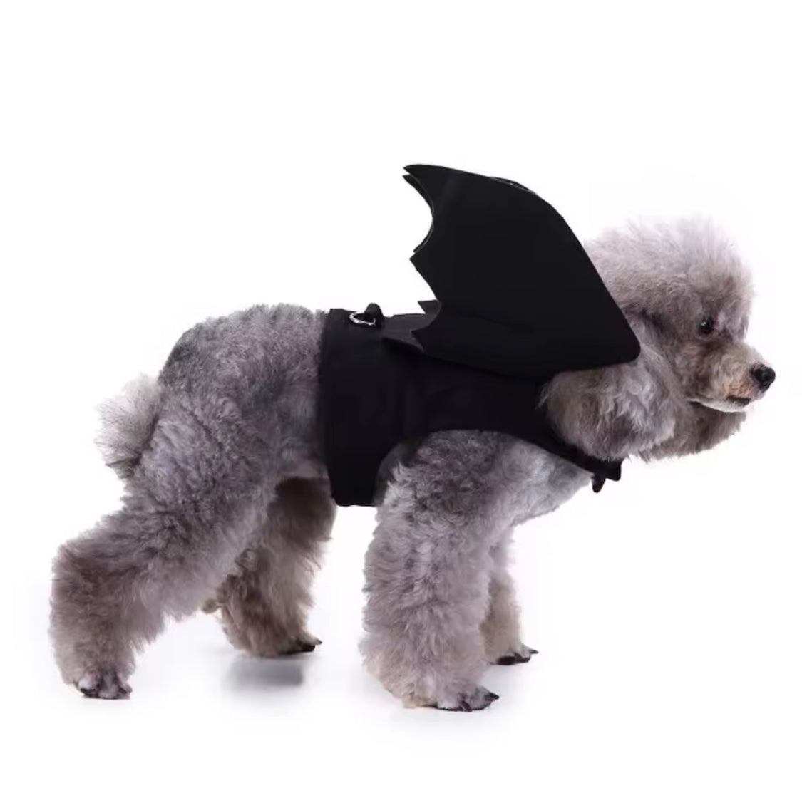 Halloween Bat Wings for Dogs  Cute Pet Costume Small, Medium, Large