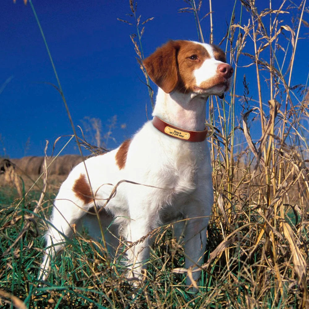 Personalized Leather Dog Collar Adjustable Custom Name ID