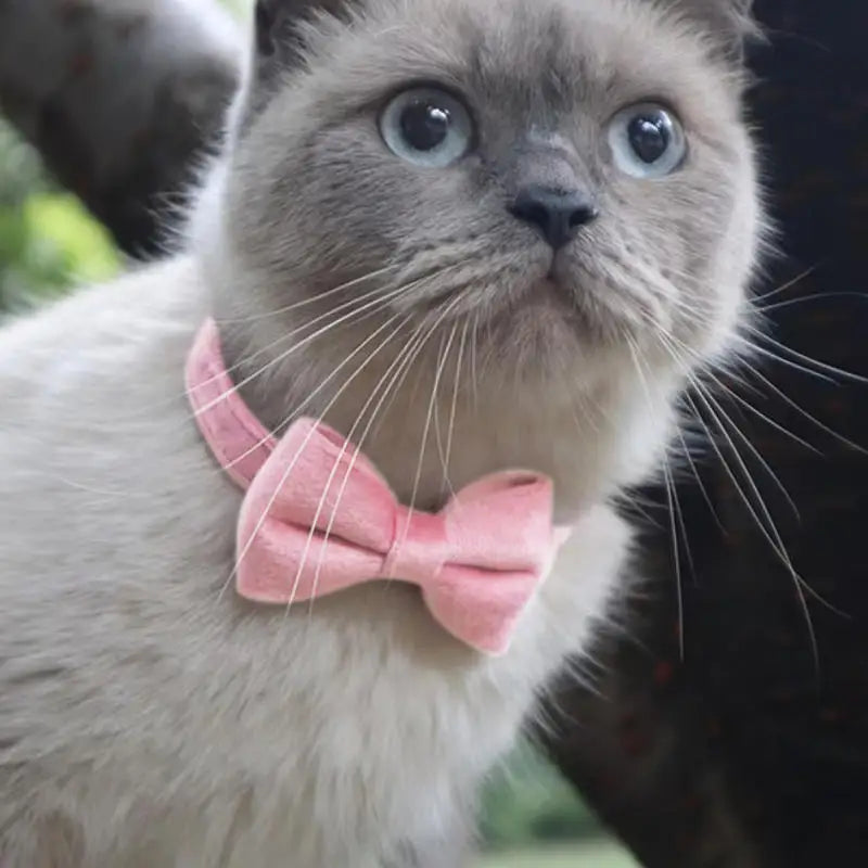 Cute Bowknot Cat Collar with Bell Adjustable Pet Collar