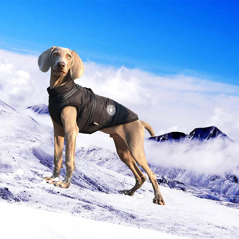 Waterproof Warm Dog Jacket