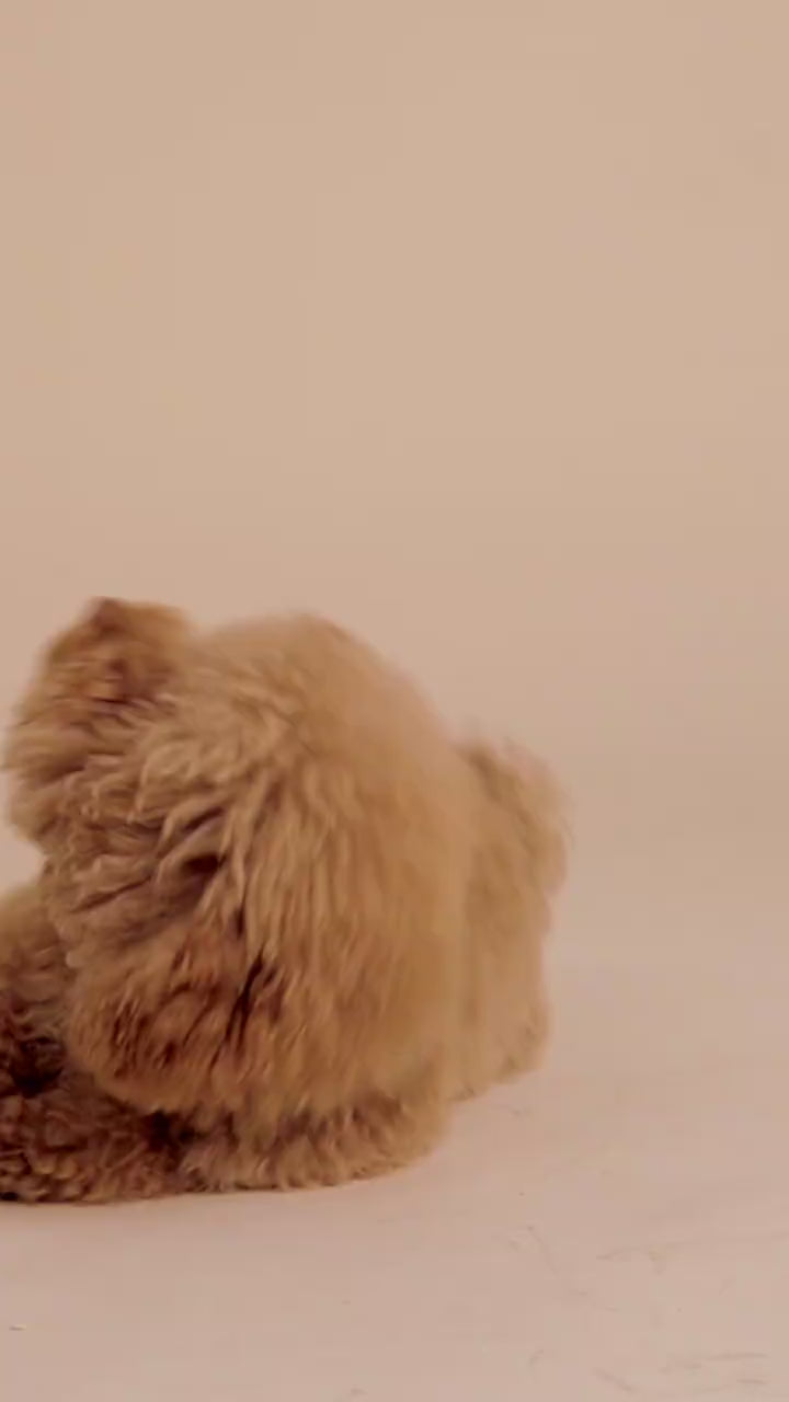 Self-Cleaning Pet Hair Comb – Cat & Dog Grooming Brush