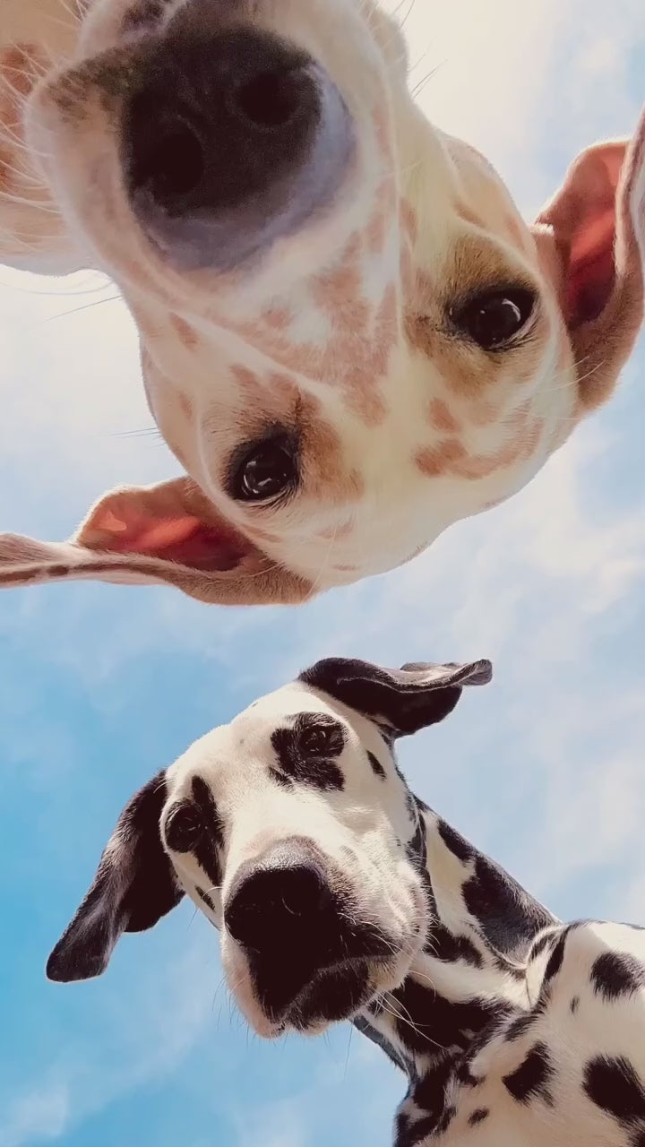 Self-Cleaning Pet Hair Comb – Cat & Dog Grooming Brush