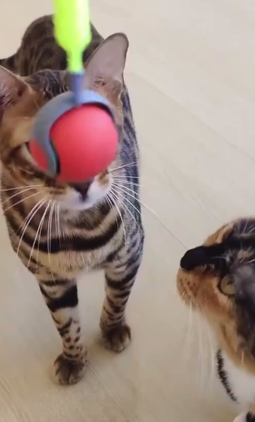 Smart Interactive Cat Toy Ball USB Rechargeable Automatic Rolling Ball with Faux Tail for Play & Training